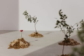 Três mudas jovens plantadas em pequenos montes de terra sob luz natural.