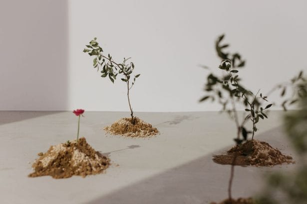 Três mudas jovens plantadas em pequenos montes de terra sob luz natural.